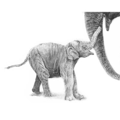 Elephant baby with mom drawing in pencil