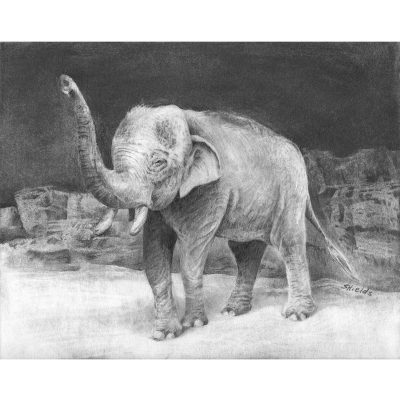 Elephant drawing in pencil.