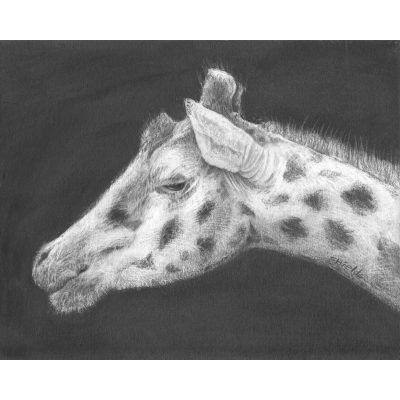 Giraffe drawing in pencil.