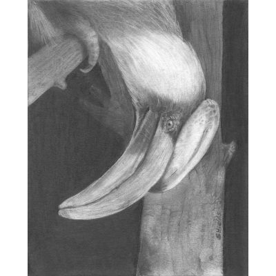 Hornbill drawing in pencil.