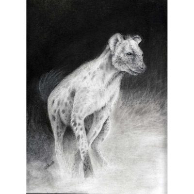 Hyena drawing in pencil.