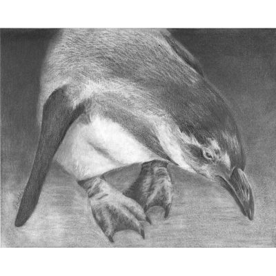 Penguin drawing in pencil.