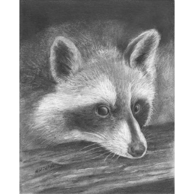 Raccoon drawing in pencil.
