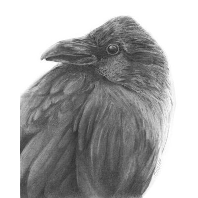 Raven drawing in pencil.