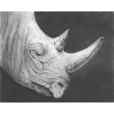 Rhino drawing in pencil.