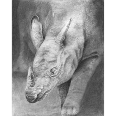 Rhino drawing in pencil.