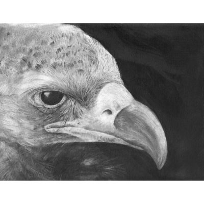vulture drawing in pencil.