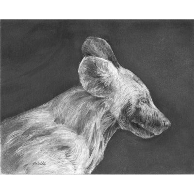 Wild Dog drawing in pencil.