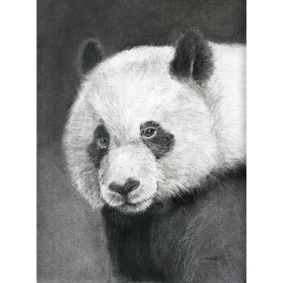 Panda Bear drawing in pencil.