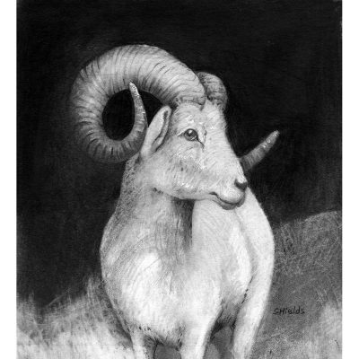 Big Horn Sheep drawing in pencil