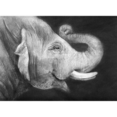 Elephant drawing in pencil