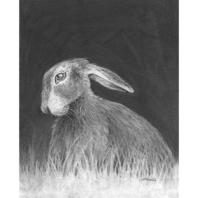 Hare drawing in pencil.