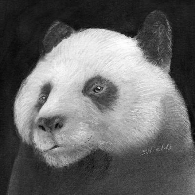 Panda Bear #2 drawing in pencil
